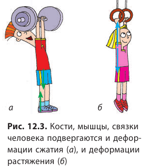 Сила упругости в физике и закон Гука - формулы и определения с примерами