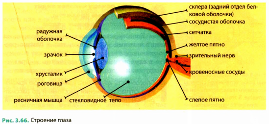 Чем покрыт глаз с передней стороны. Строение глаза. Внешнее строение глаза. Анатомия глаза. Строение глаза птицы.
