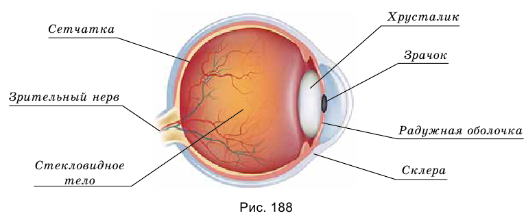 Глаз как оптическая система в физике с примерами