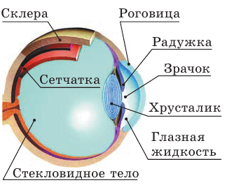 Глаз как оптическая система в физике с примерами