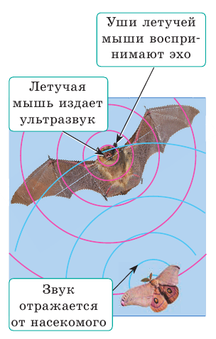 Звуковые волны в физике - формулы и определение с примерами