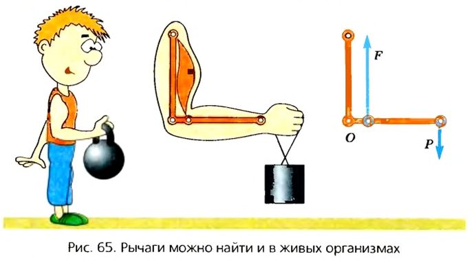 Рычаг в физике - виды, формулы и определения с примерами