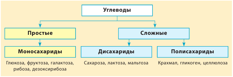 Органическая химия - основные понятия, что изучает, формулы и определения с примерами