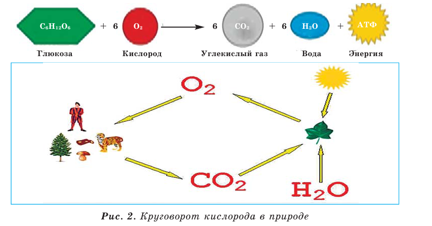 Кислород как химический элемент в химии - формулы, определение с примерами