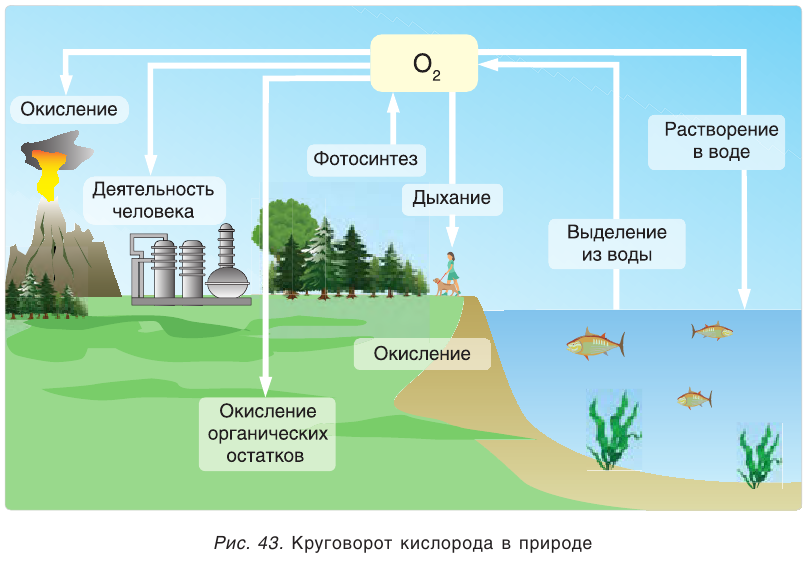 Кислород как химический элемент в химии - формулы, определение с примерами