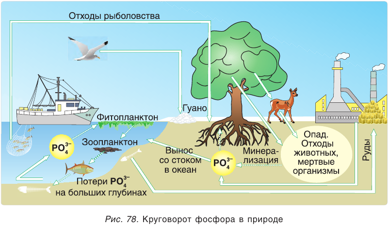 Фосфор в химии - классификация, получение, свойства, формулы и определения с примерами