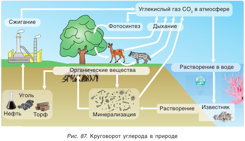 Круговорот углерода химия 9 класс. Круговорот углерода в природе. Круговорот углекислого газа в природе. Круговорот веществ в природе углерод. Схема углерода в природе.