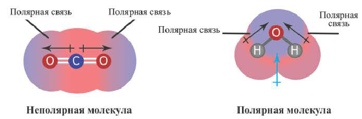 Ковалентная связь в химии - виды, типы, формулы и определения с примерами