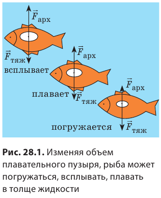 Выталкивающая сила в физике - виды, формулы и определения с примерами