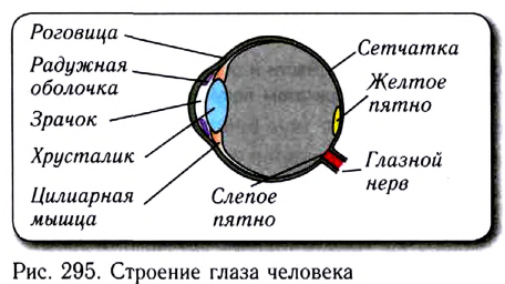 Геометрическая оптика в физике - формулы и определение с примерами