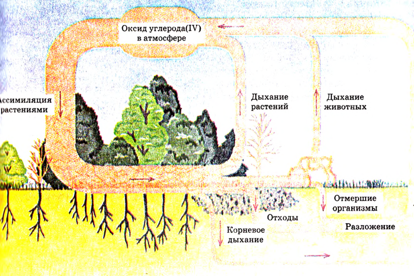 Схема круговорота углерода в природе впр