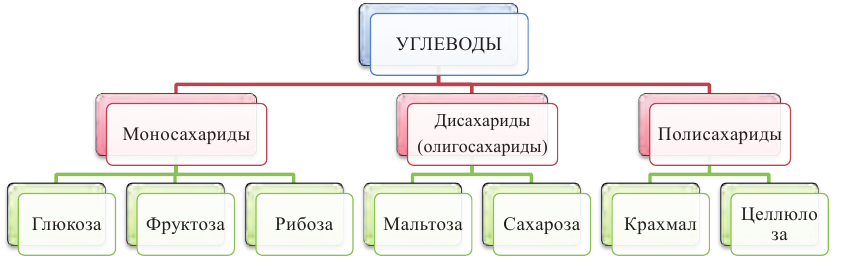 Кислородсодержащие органические соединения в химии - формулы и определения с примерами