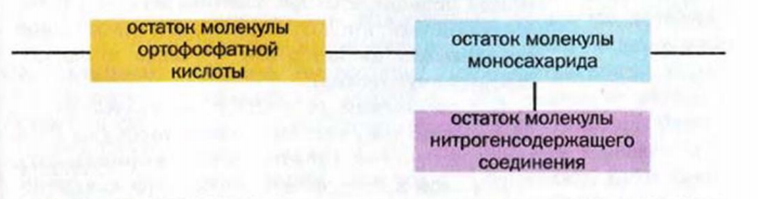 Нитрогенсодержащие органические соединения в химии с примерами