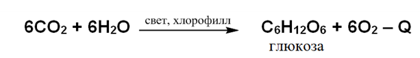 Органическая химия - основные понятия, что изучает, формулы и определения с примерами