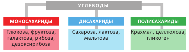 Кислородсодержащие органические соединения в химии - формулы и определения с примерами