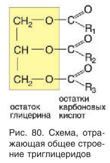 Жиры в химии - свойства, формула, получение, номенклатура и определение с примерами