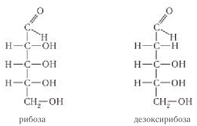 Углеводы в химии - свойства, формула, получение, номенклатура и определение с примерами