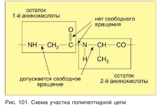 Белки в химии - свойства, формула, получение, номенклатура и определение с примерами