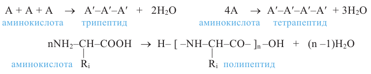 Полипептиды с азотной кислотой. Дипептид аминоуксусной кислоты формула. Поликонденсация аминокислот. Реакция поликонденсации аминокислот. Аминоуксусная кислота полипептид реакция.