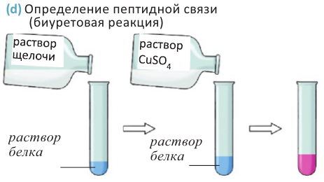 Щелочной раствор ацетата свинца. Приготовление растворов белков и выполнение опытов. Приготовление растворов белков и выполнение опытов с ними. Как приготовить раствор белка. Гидроксид свинца 2 и гидроксид натрия