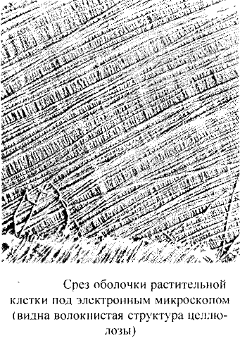 Органические соединения в химии - формулы, реакции и определения с примерами