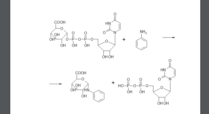 Приведите примеры глюкуронирования для различных субстратов: (получение N-глюкуронида) с участием косубстрата – уридиндифосфата глюкуроновой кислоты (UDP-глюкуроновая кислота) и фермента UDPглюкурониз