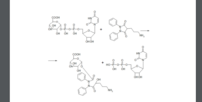 Приведите примеры глюкуронирования для различных субстратов:  (получение О-глюкуронида) с участием косубстрата – уридиндифосфата глюкуроновой кислоты (UDP-глюкуроновая кислота) и фермента UDPглюкуроно