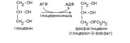 Схема распада глицерина