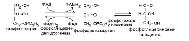 Для триацилглицерина заданного состава напишите уравнения реакций полного окислительного распада