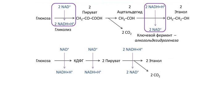 Для заданного метаболического процесса определите тип (анаболический, катаболический, центральный), напишите уравнения реакций