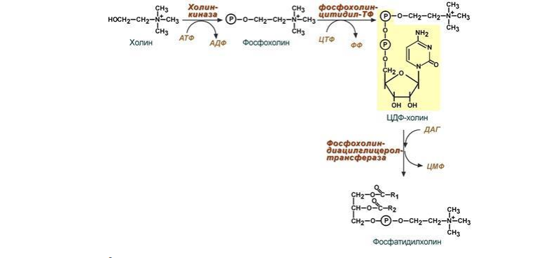 Охарактеризуйте механизм и биологическое значение слияния путей обмена фосфолипидов и аминокислот