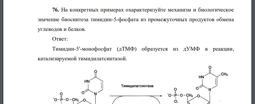 На конкретных примерах охарактеризуйте механизм и биологическое значение биосинтеза тимидин-5-фосфата из промежуточных продуктов обмена