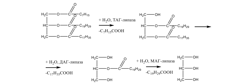 Приведите схему процесса окислительного распада заданного триацилглицерина в аэробных условиях