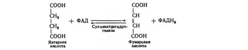 Приведите схему процесса окислительного распада заданного триацилглицерина в аэробных условиях