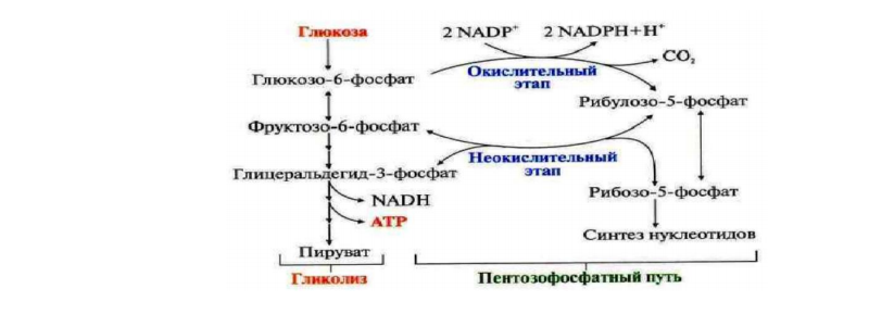 Какова взаимосвязь между анаэробным, аэробным и гексозомонофосфатными путями превращения углеводов