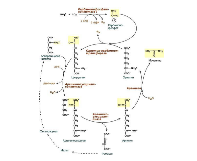 Орнитиновый цикл реакции. Схема синтеза мочевины орнитиновый цикл. Синтез мочевины в печени (орнитиновый цикл Кребса). Реакции орнитинового цикла синтеза мочевины. Биосинтез мочевины орнитиновый цикл.