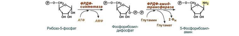 На конкретных примерах охарактеризуйте механизм и биологическое значение биосинтеза аденозин-5-фосфата из промежуточных продуктов обмена углеводов и белков