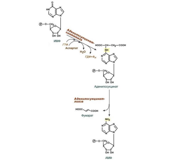 На конкретных примерах охарактеризуйте механизм и биологическое значение биосинтеза аденозин-5-фосфата из промежуточных продуктов обмена углеводов и белков