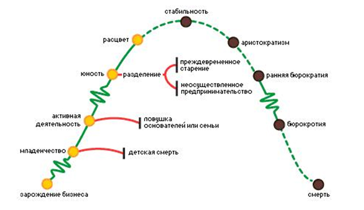 Рисунок жизненный цикл организации