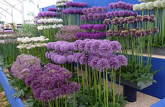 D:\projects\project2\7371-allium-display-at-chelsea.jpg