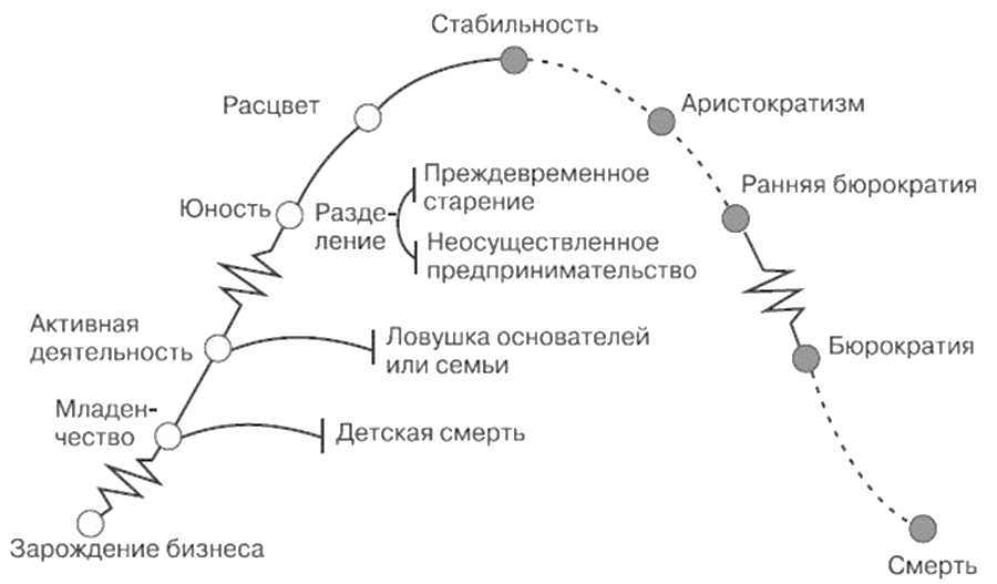 Как правильно трактовать зубчики на схеме адизеса перед этапами младенчество бюрократизация и юность