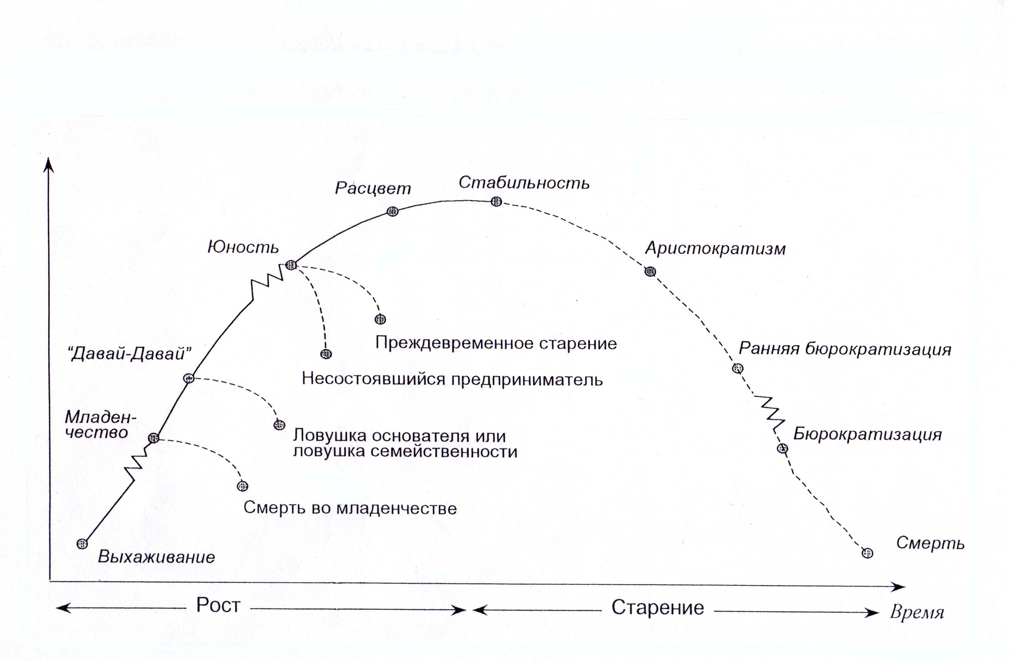 Организация ее жизненный цикл