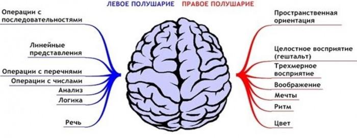 Что же это такое интеллект Четыре основных типа интеллекта