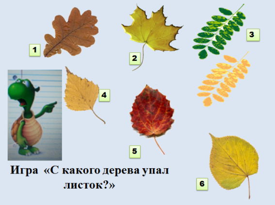 Презентация с какого дерева лист