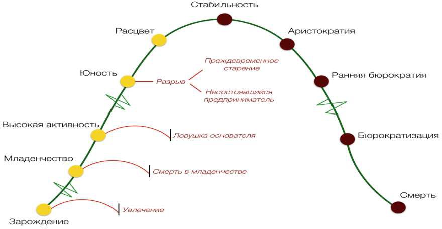 Как правильно трактовать зубчики на схеме адизеса перед этапами младенчество бюрократизация и юность